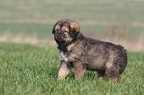 DOGUE DU TIBET 269